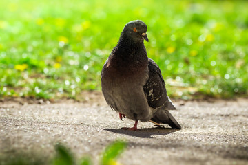 Close-up pigeon standing on a footpath