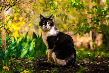 A cat sits in a flowering garden in full growth, photos with beautiful lighting with rays of light