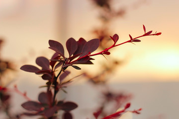 red autumn leaves