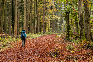 Fototapeta premium Woman walking in a Trail with autumn leaves around Calw village