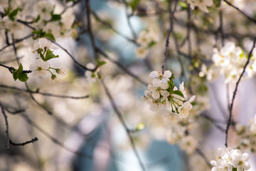 Flowering apricot branches on a bright background, pleasant to the eye