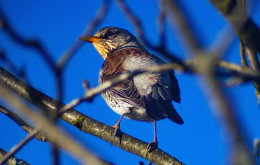Little mavis songbird, Turdus philomelos in spring park. Natural composition