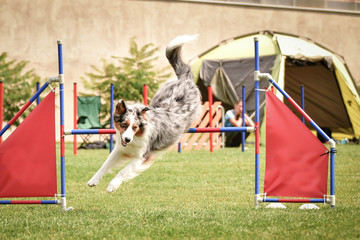 bluemerle border collie is jumping over the hurdles. Amazing day on czech agility privat training