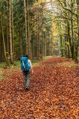 Fototapeta premium Woman walking in a Trail with autumn leaves around Calw village