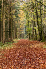 Fototapeta premium Trail with autumn leaves around Calw village