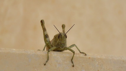 Grashüpfer, Heuschrecke, Insekt aus Kroatien