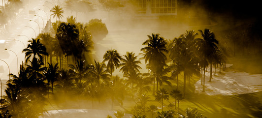 Palm trees in the mist formed by the intense salt spray of São Conrado beach, Rio de Janeiro,...