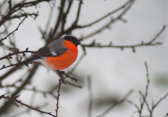 Beautiful red-breasted bullfinch Pyrrhula pyrrhula on a branch in the early spring season . Natural background.