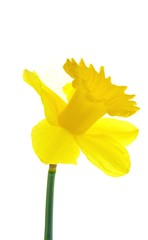 Daffodil: Sunshine.