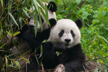 Two cute giant panda bears enjoy eating bamboo