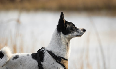 A shepherd dog stands on a scorched field on the background of a small lake