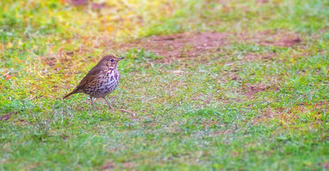 Little mavis songbird, Turdus philomelos in spring park. Natural composition