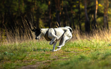 Obraz premium The dog chases and catches the object that the owner threw, basenji for a walk and chews a lump