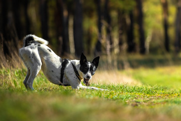 The dog chases and catches the object that the owner threw, basenji for a walk and chews a lump
