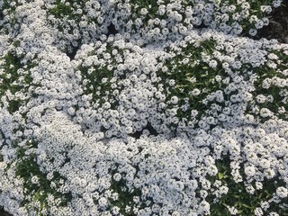 White flowers in a park