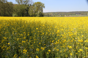 beautiful yellow rapeseed field in sunshine