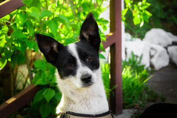 Dog closeup portrait of basenji on a background of greenery