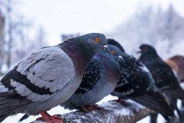pigeons in the city on the granite embankment of the river