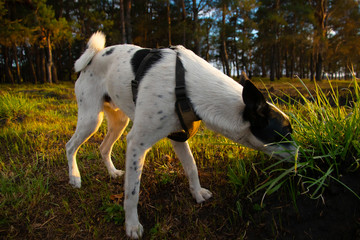 Full growth basenji in the field near the forest at sunset time