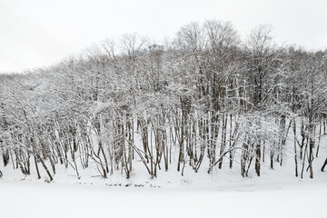 Winter forest.