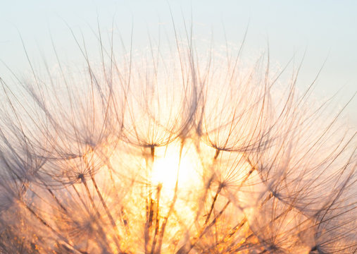Head of seeds of the Tragopogon flower