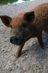 Detail Aufnahme von frei lebenden Schwein