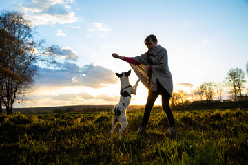 Dog jumping for refreshments, training an animal on a field in the fresh air