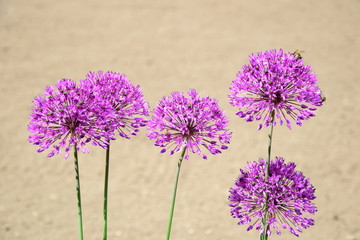 Allium - Kugeliger Zierlauch isoliert vor unscharfen Hintergrund mit Honigbienen im Sonnenschein