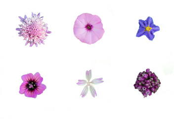flowers cut out on a white background