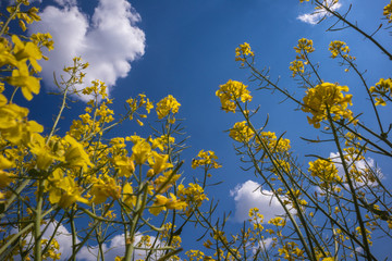yellow flowers against the blue sky