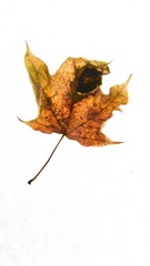 Leaf:  Some may say damaged.