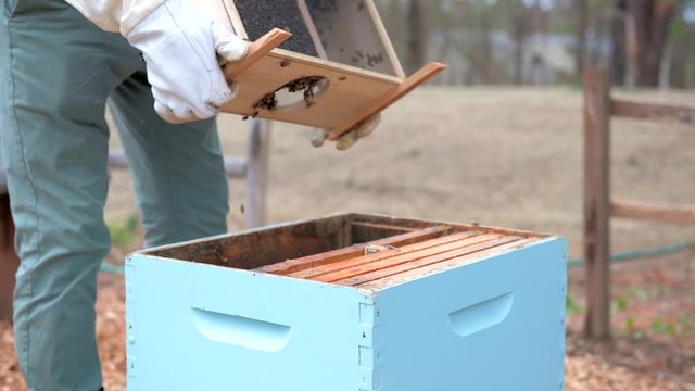 A beekeeper pours a box of new spring honeybees into their new beehive in slow motion.