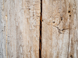 Close-up of tree trunk without bark with crack, natural brown background.