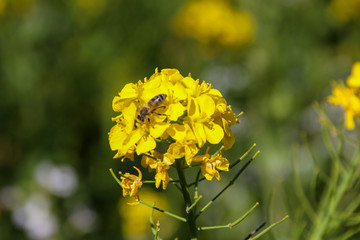 yellow rapeseed flower with a bee in spring