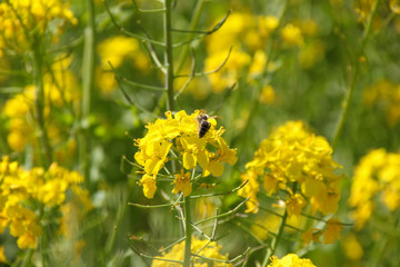yellow rapeseed flower with a bee in spring