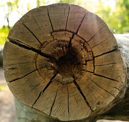 wood cut as background texture for artists