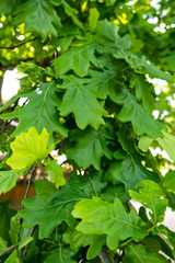 green oak leaves grow on a tree