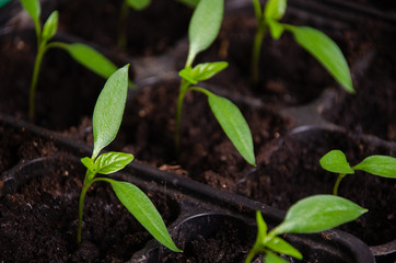 Young sprouts green plant in pot. How to growing food at home on windowsill. seedlings and home gardening.