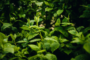 Fresh green leafs with dew drops close up. Water driops on the fresh leafs after rain. Light morning dew on the green leafs.