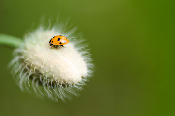 Obraz premium ladybug on a flower