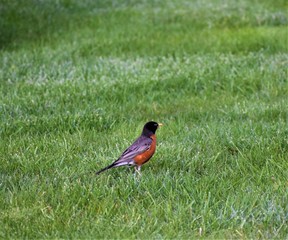 Robin on the grass