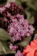 Beautiful spring flower bouquet. Lilacs, daisy, aster flowers. green leaves. White, lilac, purple, pink colors. Amazing flowers in vase. Spring mood time. Summer bouquet. Small and large patals.