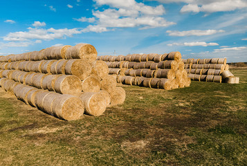 Hay bales. Close-up of hay bales stacked in stacks. Harvesting in agriculture.