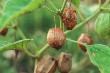 Physalis minima - Native gooseberry - wild cape gooseberry