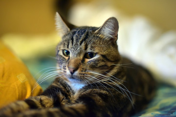 striped with a white breast cat lies