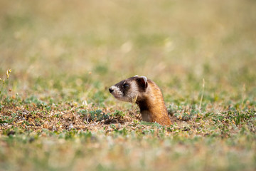 The steppe polecat (Mustela eversmani ) in it's natural habitat