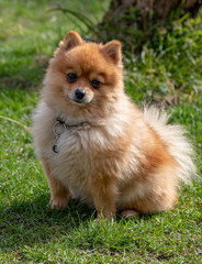 
Young red-haired Pomeranien on a green lawn