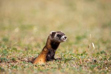 The steppe polecat (Mustela eversmani ) in it's natural habitat