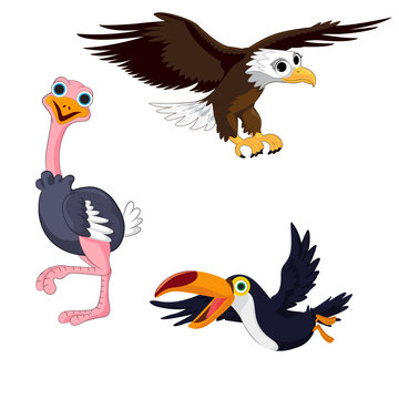 Illustration of three birds toucan, eagle and ostrich on a white background.
