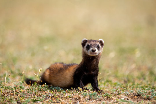 The steppe polecat (Mustela eversmani ) in it's natural habitat